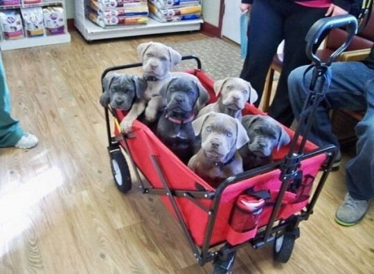 子犬の画像で癒やされてみよう7