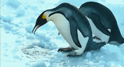 9b86d641952ffc89677f180b626d9789 ペンギンさんが可愛いgif画像