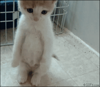 猫9