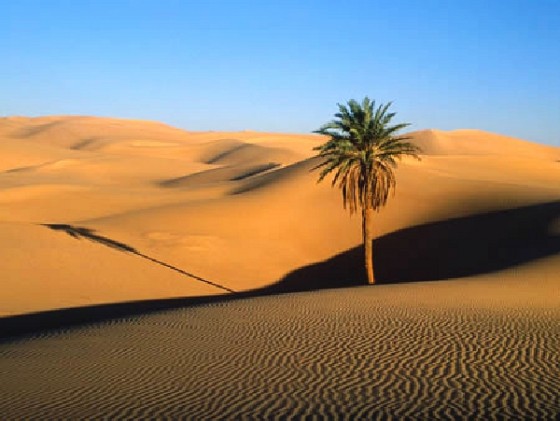 砂漠1